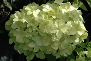 Hydrangea paniculata Limelight